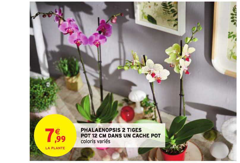 phalaenopsis 2 tiges pot 12 cm dans un cache pot