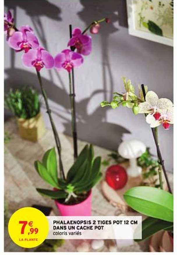 phalaenopsis 2 tiges pot 12 cm dans un cache pot