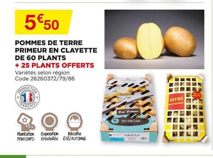 pommes de terre primeur en clayette de 60 plants + 25 plants offerts