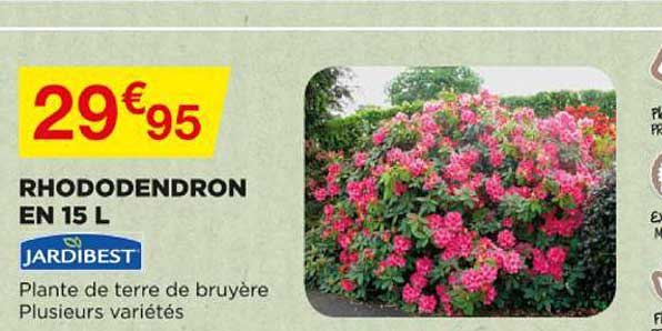 rhododendron en 15 l jardibest
