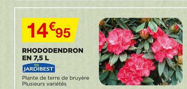 rhododendron en 7,5 l jardibest