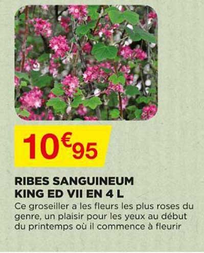 ribes sanguineum king ed vii en 4 l