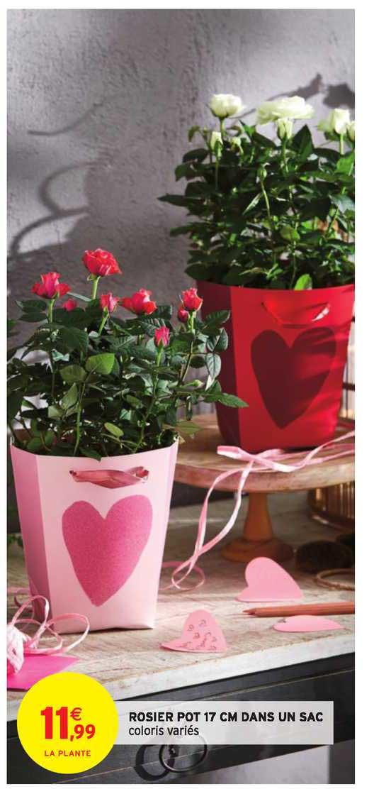 rosier pot 17 cm dans un sac