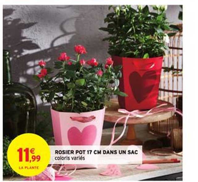 rosier pot 17 cm dans un sac