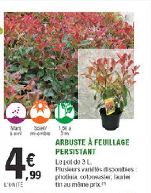 Arbuste à Feuillage Persistant