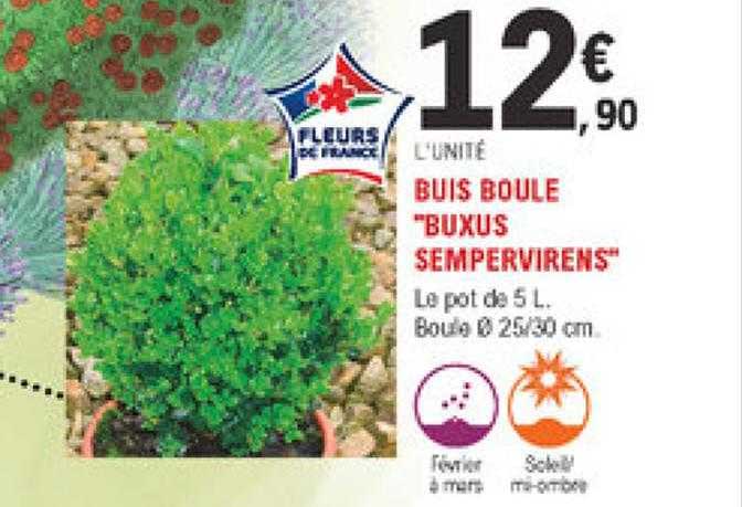 buis boule "buxus sempervirens"