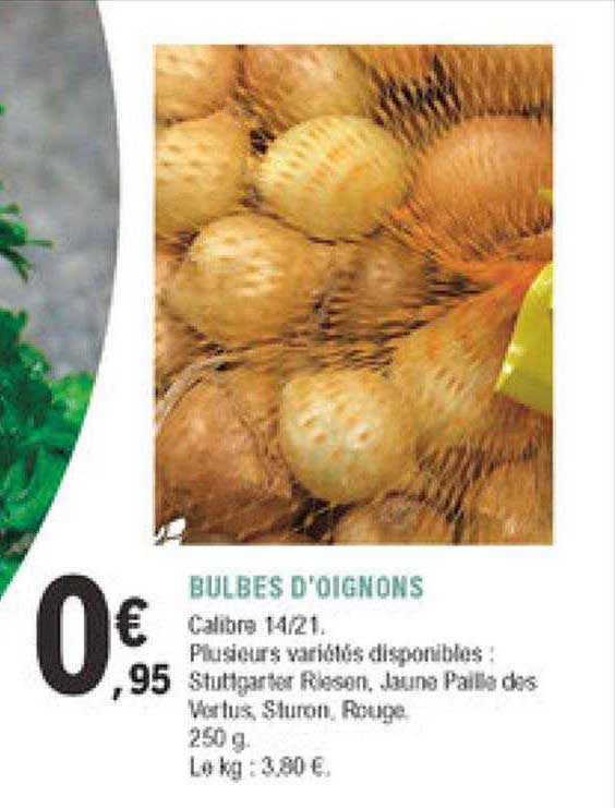 bulbes d'oignons