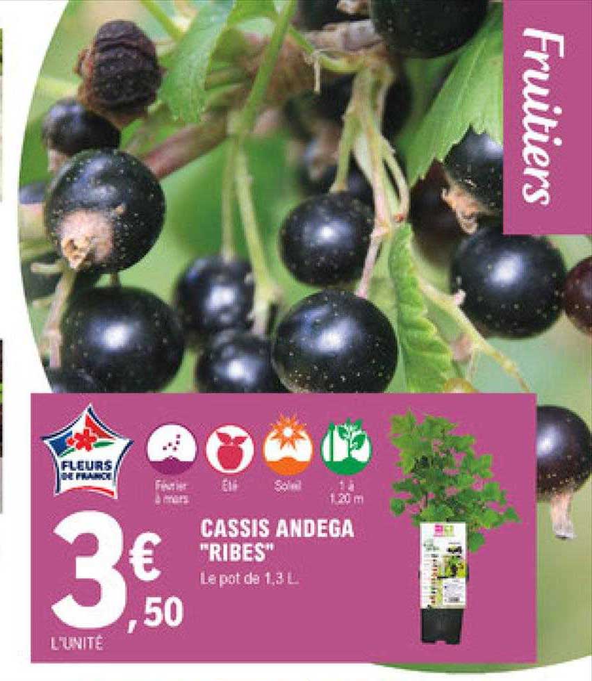 cassis andega "ribes"