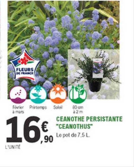 ceanothe persistante "ceanothus"