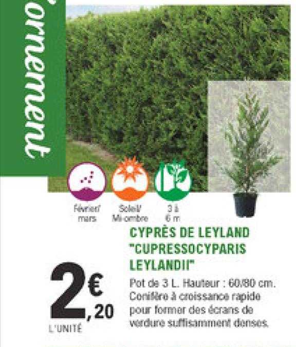 cyprès de leyland "cupressocyparis leyandII"