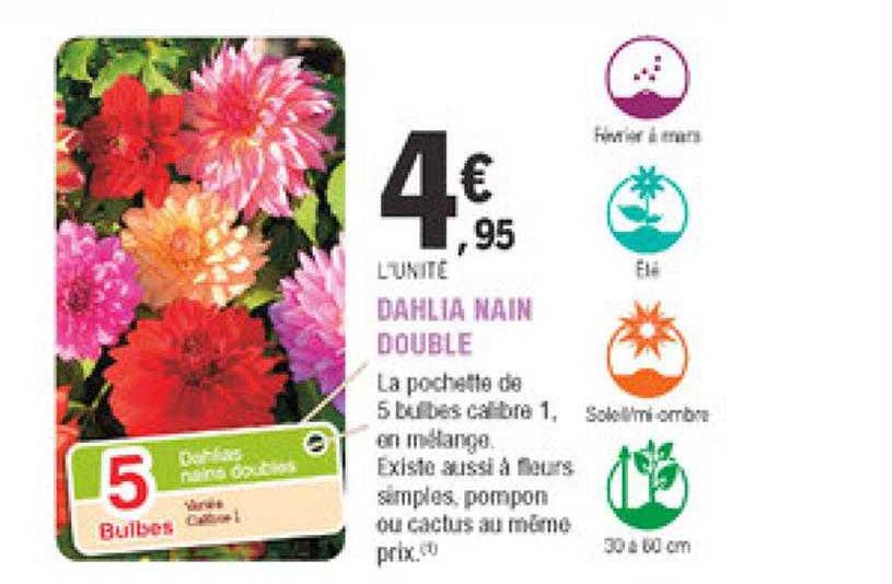 Dahlia Nain Double