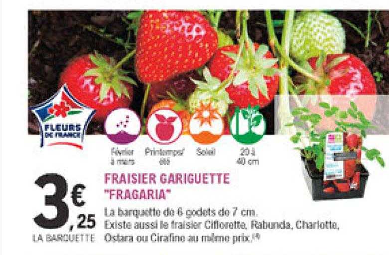 fraisier gariguette "fragaria"