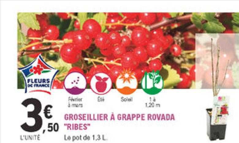 groseillier à grappe rovada "ribes"