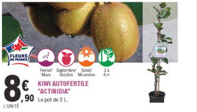 kiwi autofertile "actinidia"