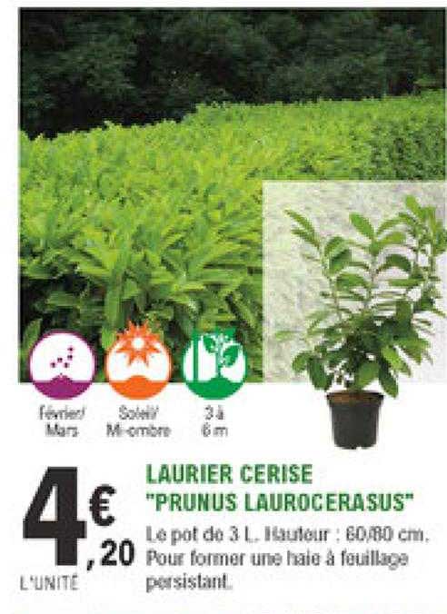 laurier cerise "prunus laurocerasus"