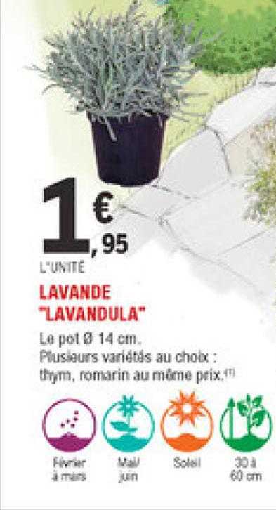 Lavande "lavandula"