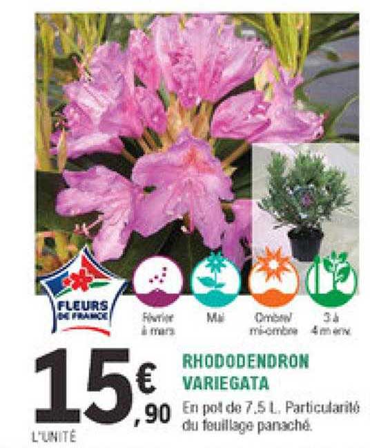 rhododendron variegata