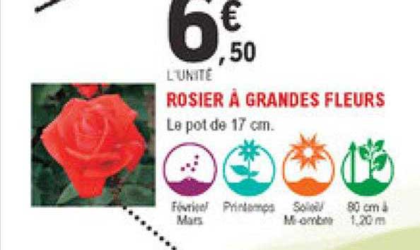 rosier à grandes fleurs