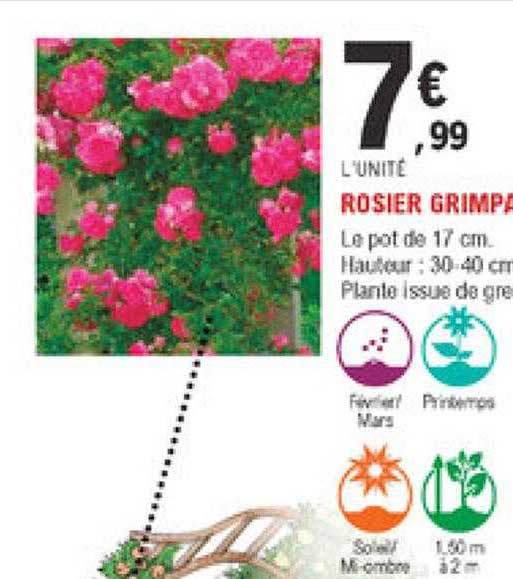 rosier grimpante