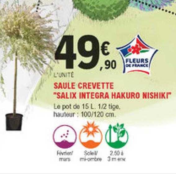 saule crevette "salix integra hakuro nishiki"
