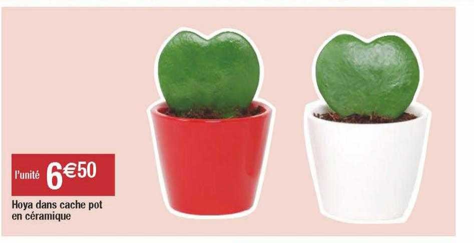 Hoya Dans Cache Pot En Céramique