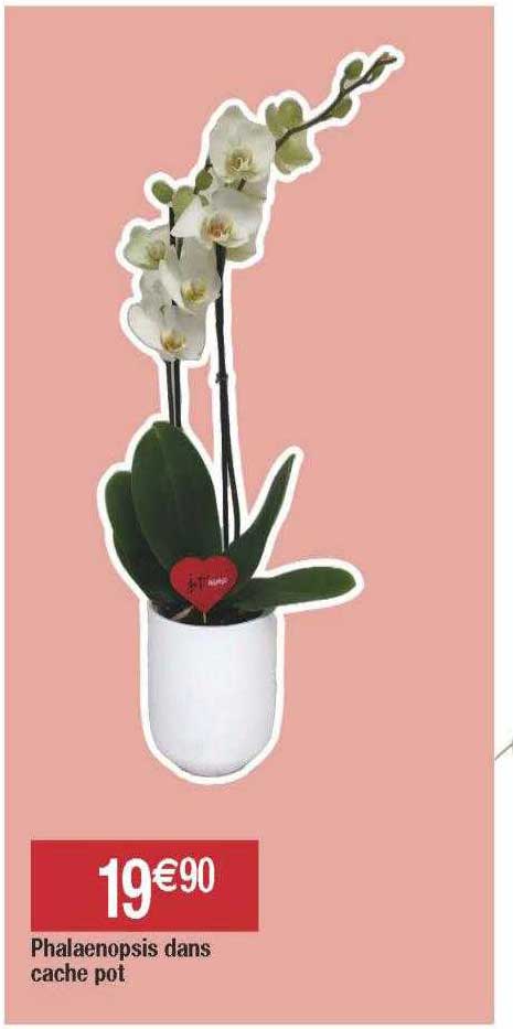 phalaenopsis dans cache pot