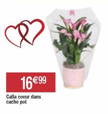 calla cœur dans cache pot