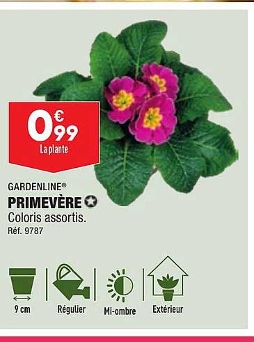 Primevère Gardenline