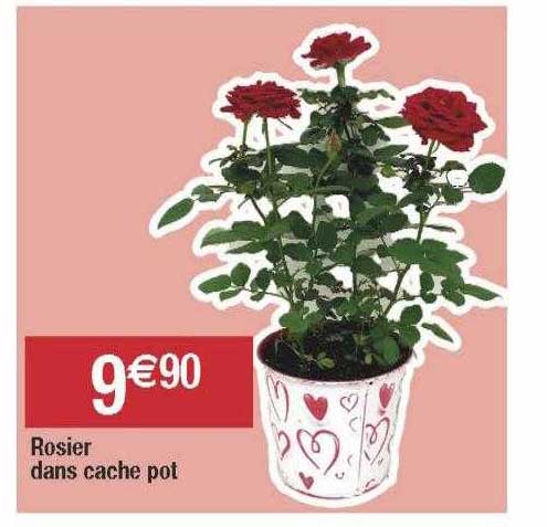 Rosier Dans Cache Pot
