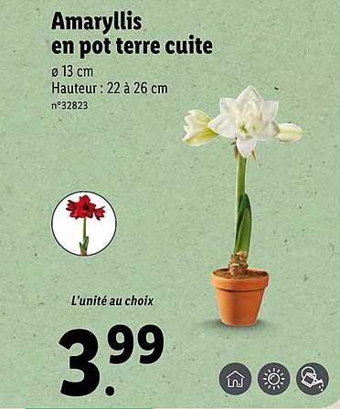 amaryllis en pot terre cuite