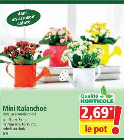 mini kalanchoé dans un arrosoir coloré