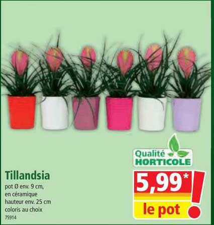 tillandsia