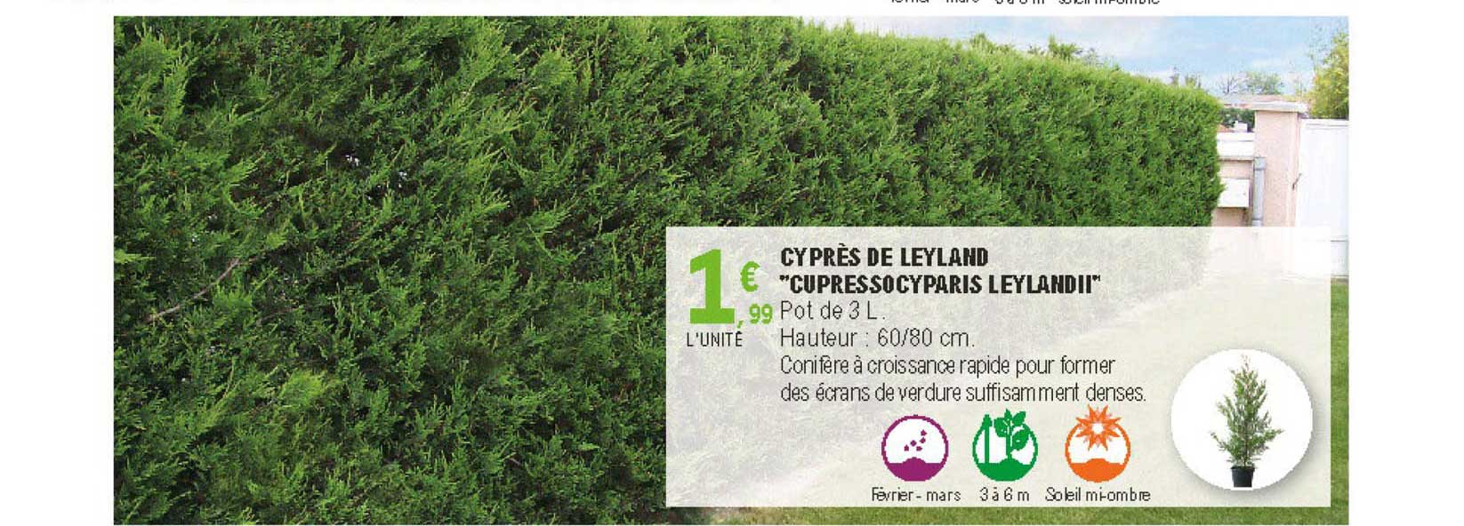 cyprès de leyland cupressocyparis leylandii