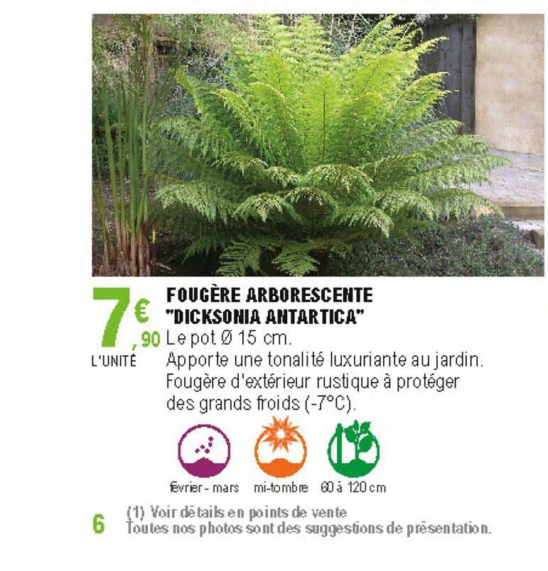 fougère arborescente disksonia antartica