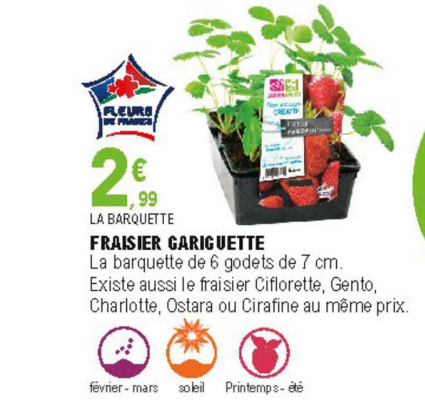 fraisier gariguette