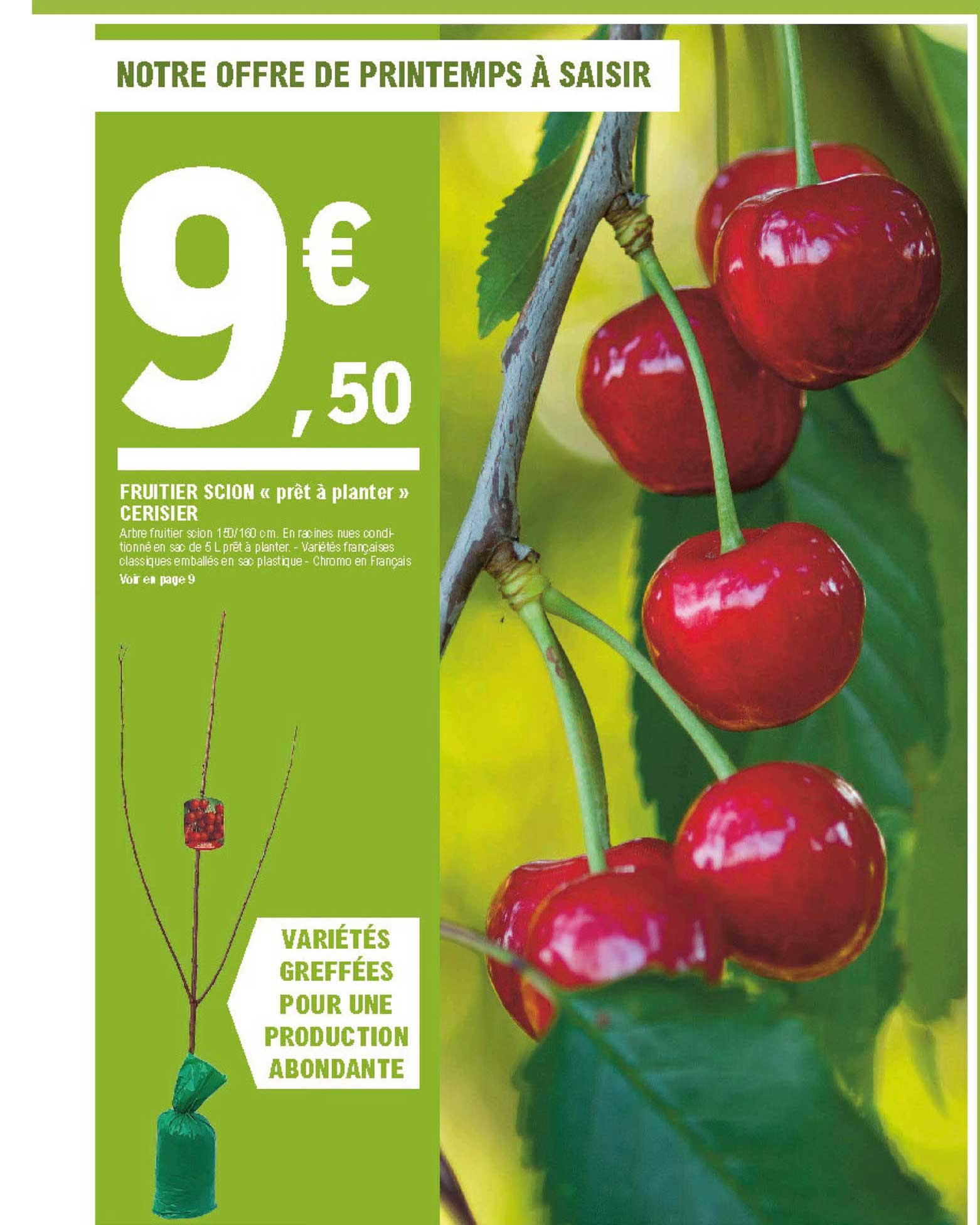 fruitier scion prêt à planter cerisier