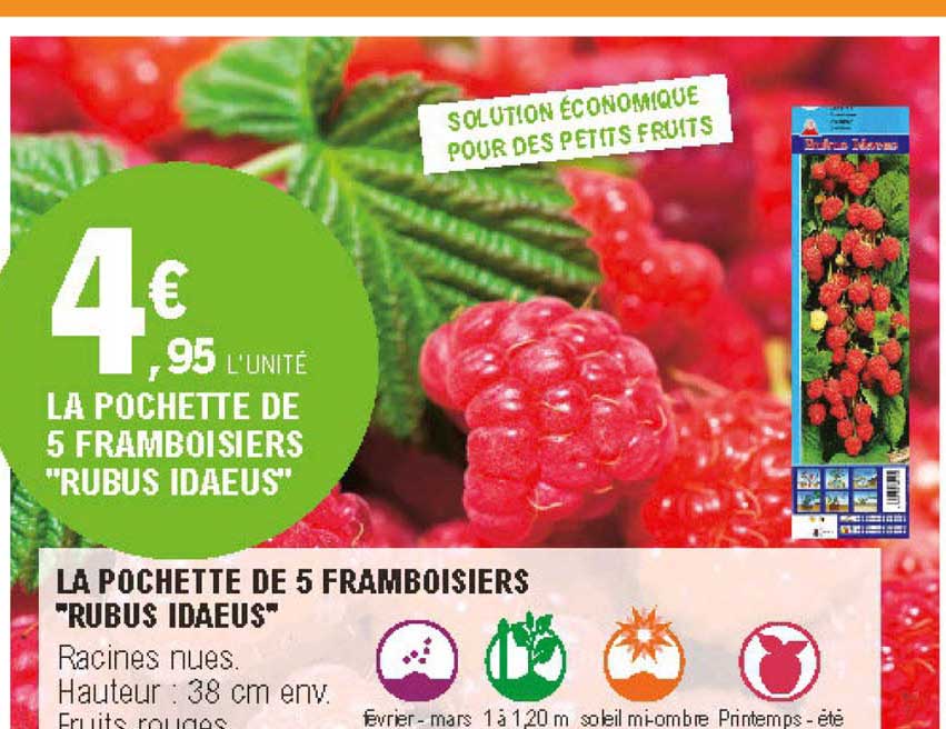 la pochette de 5 framboisiers rubus idaeus