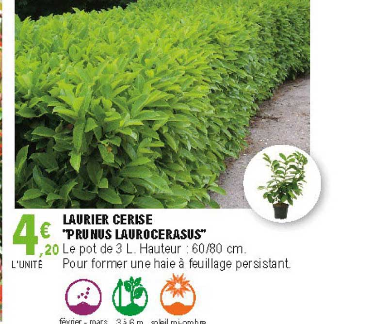 laurier cerise prunus laurocerasus