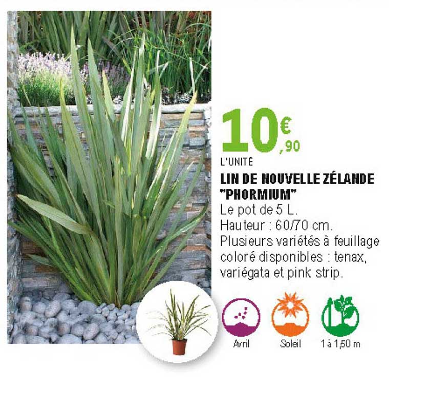 lin de nouvelle zélande phormium