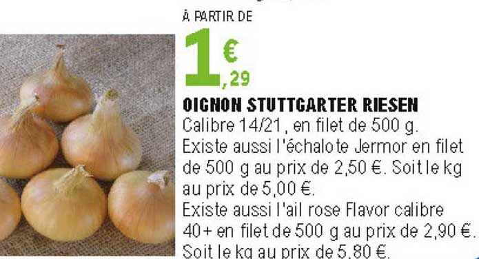 oignon stuttcarter riesen