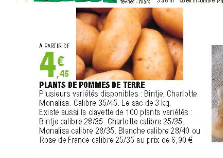 plants de pommes de terre