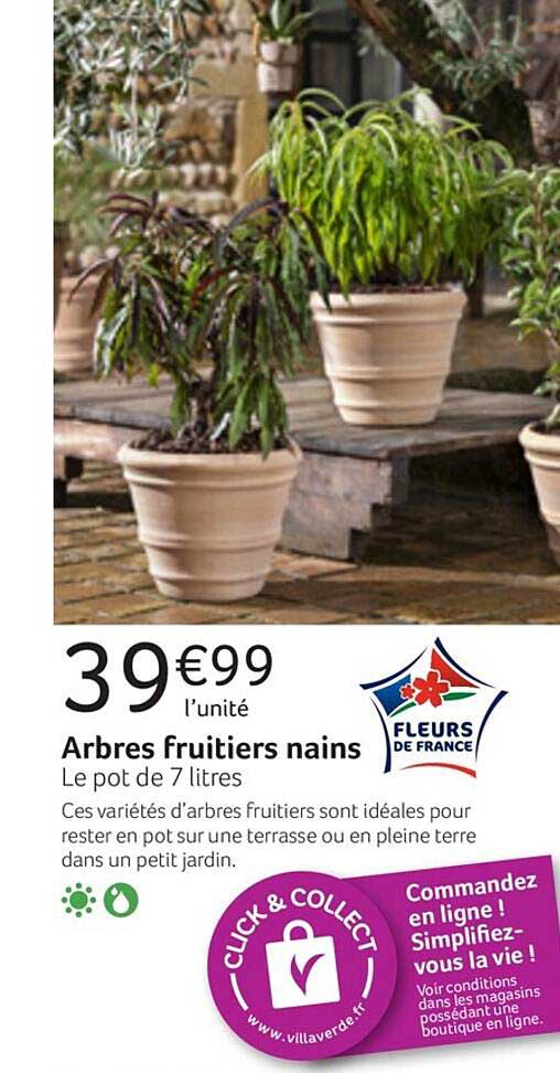 arbres fruitiers nains