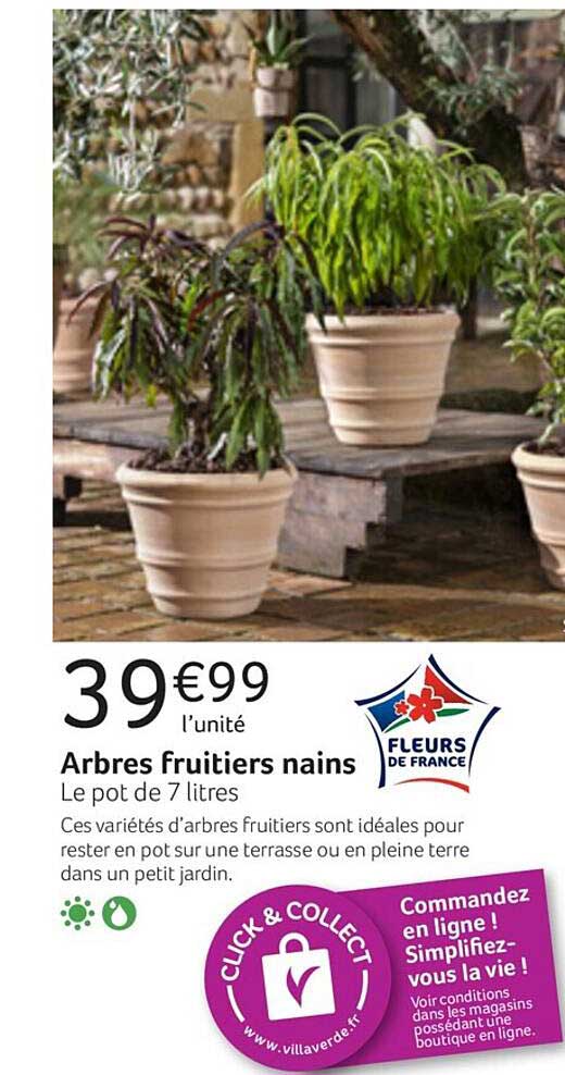 arbres fruitiers nains