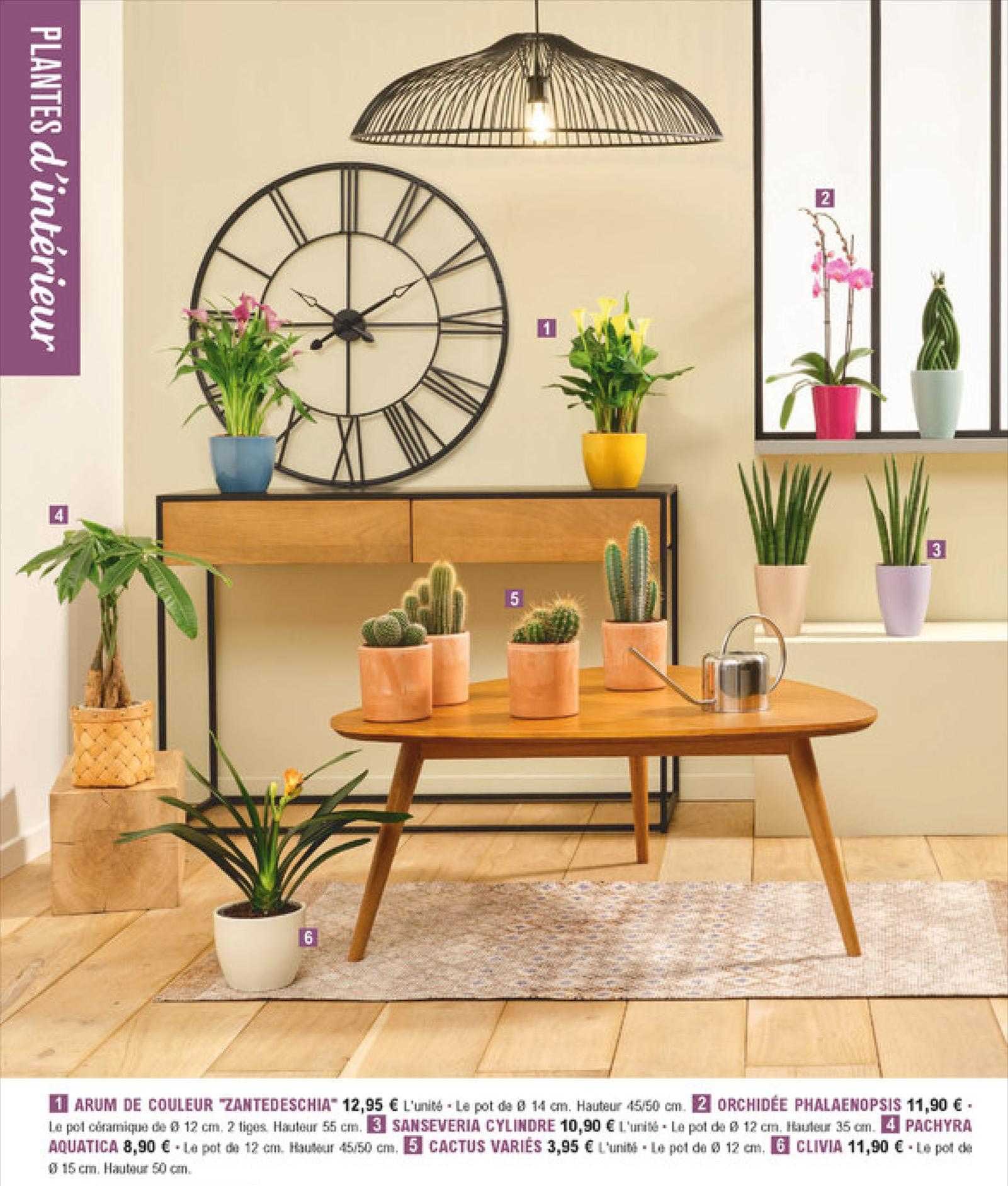 arum de couleur "zantdeschia", orchidée phalaenopsis, sanseveria cylindre, pachyra aquatica, cactus variés, clivia