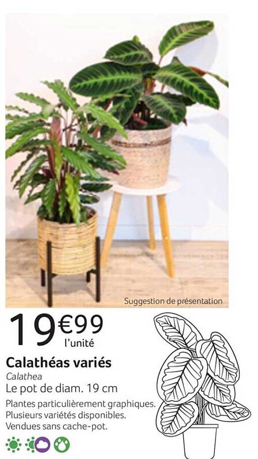 calathéas variés
