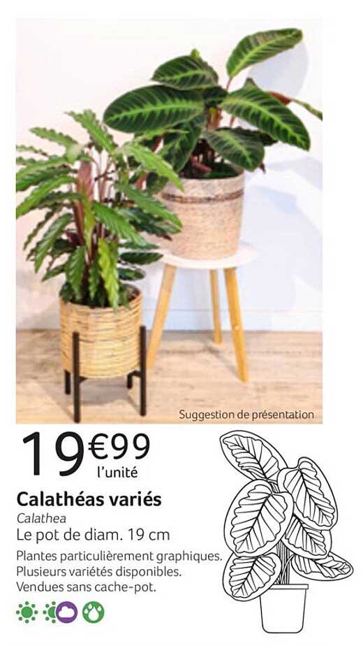 calathéas variés