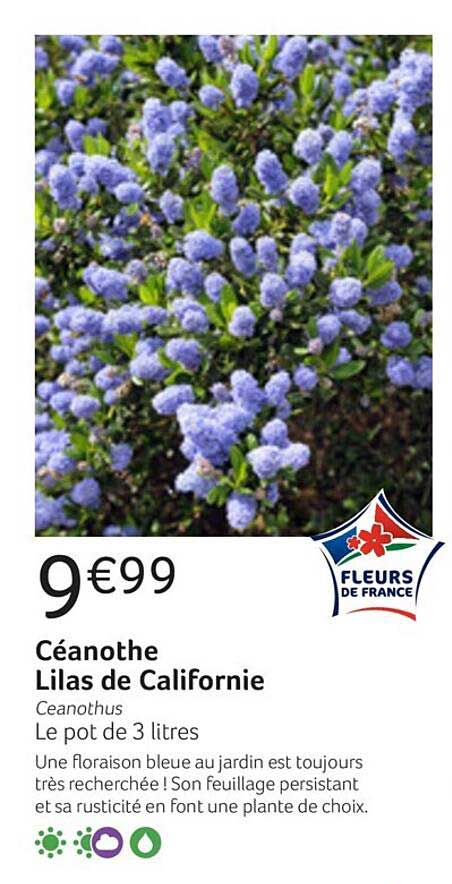 céanothe lilas de californie