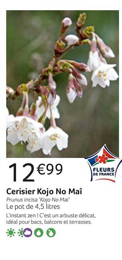 Cerisier Kojo No Maî