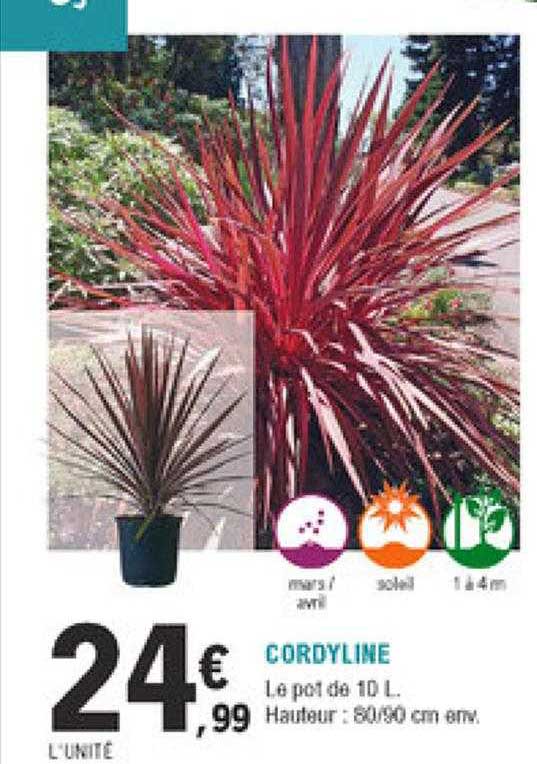 cordyline
