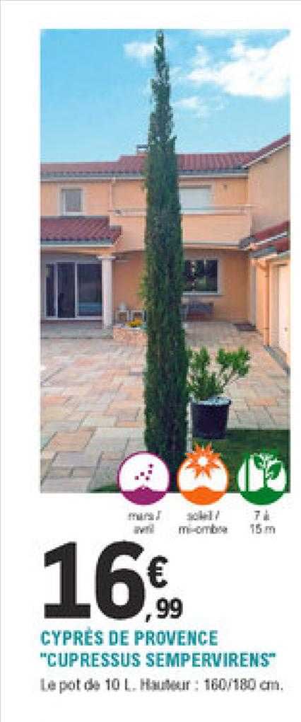 cyprès de provence "cupressus sempervirens"